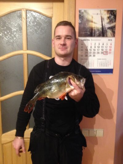 Eurasian perch — Lazdininkų