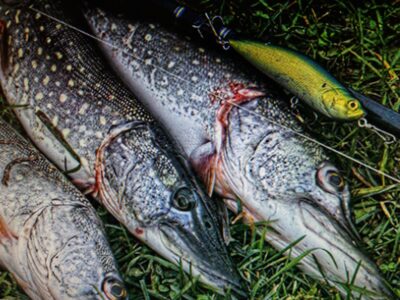 Northern Pike — Elektrėnai reservoir