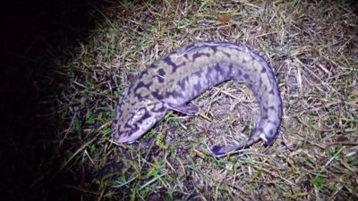 Burbot, 1.5 kg — Neman River