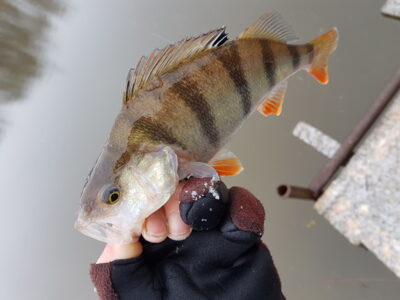 Eurasian perch — Danė