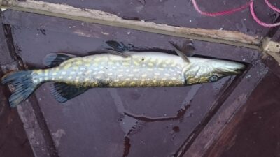 Northern Pike — Galuonis