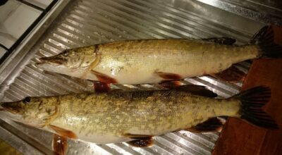 Northern Pike — Neman River