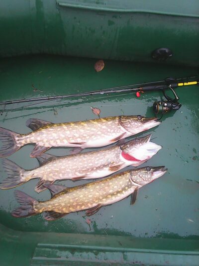 Northern Pike ×3