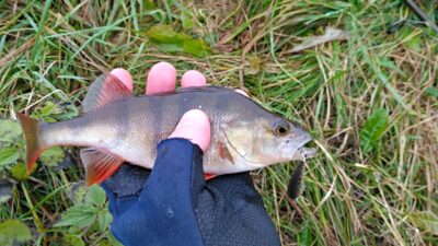 Eurasian perch ×13 — Antanavo HE