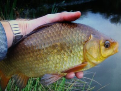 Crucian carp — Briaunis