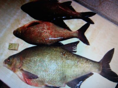 Carp bream — Gilūšis