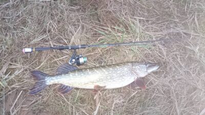 Northern Pike, 4.3 kg