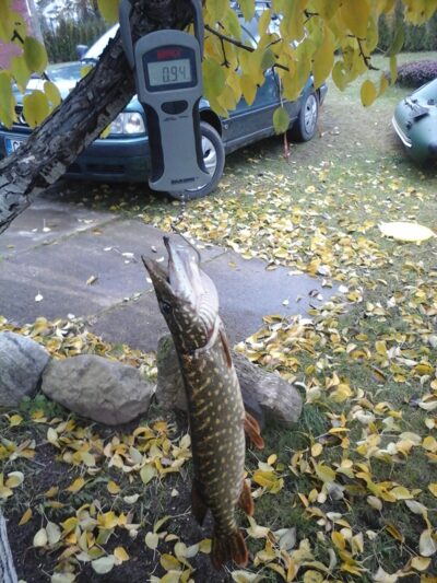 Northern Pike, 0.9 kg — Kiaunas