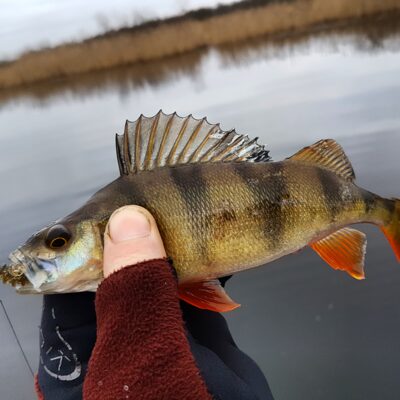 Eurasian perch