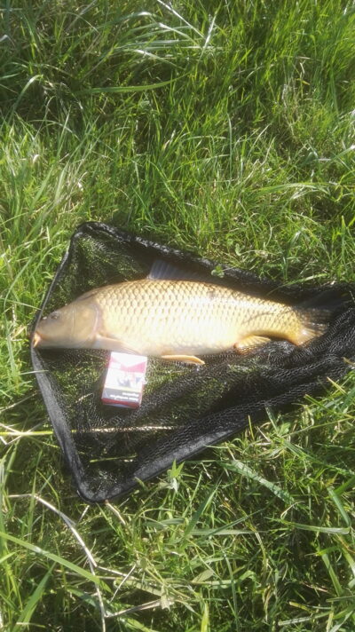 Mirror carp, 4.9 kg