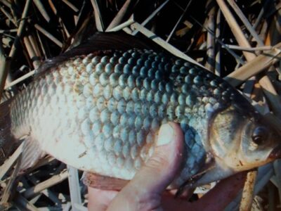 Prussian carp — Vilnoja