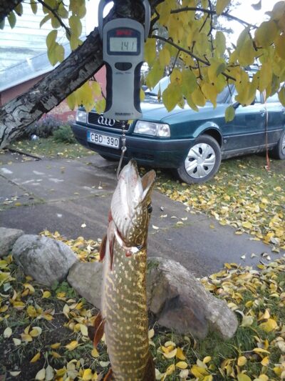 Northern Pike, 1.4 kg — Kiaunas