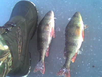 Eurasian perch — Sausas