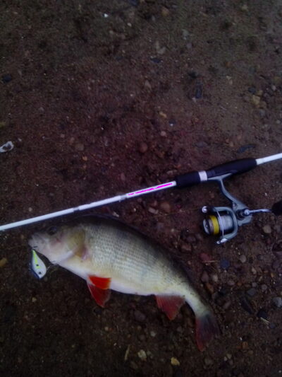 Eurasian perch, 1.1 kg — Lampėdis