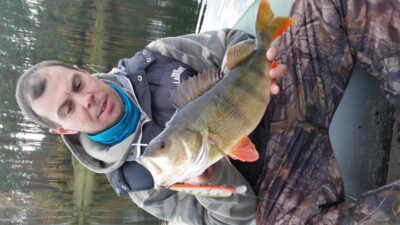 Eurasian perch