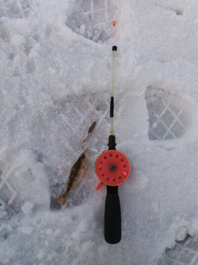 Eurasian perch