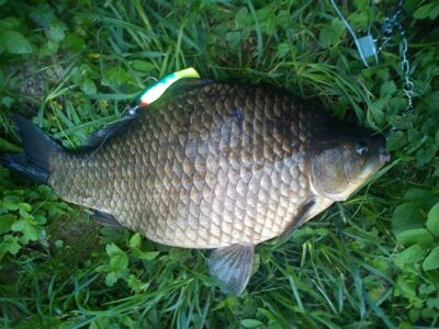 Prussian carp, 3.0 kg — Kentrių