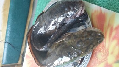 Burbot ×2