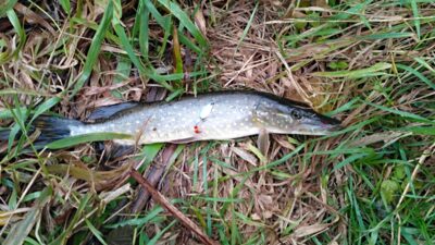 Northern Pike — Antanavo HE