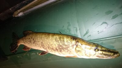 Northern Pike, 1.1 kg — Neman River