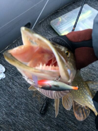 Northern Pike, 3.2 kg