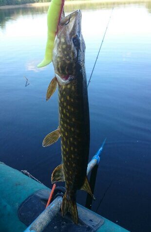 Northern Pike, 0.3 kg — Mūšėjus