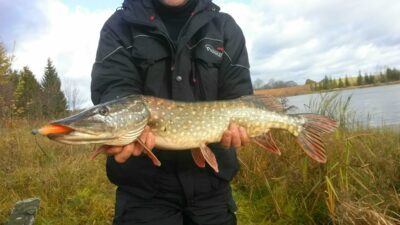 Northern Pike, 2.6 kg