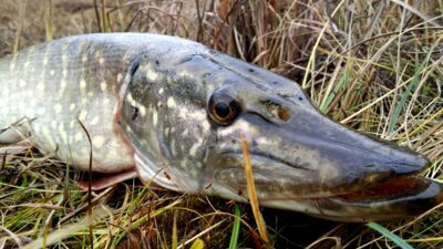 Northern Pike, 2.0 kg