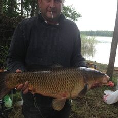Carp, 9.5 kg