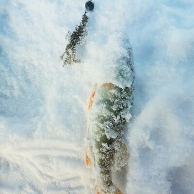 Eurasian perch — Danė