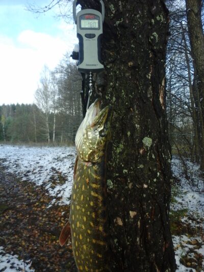 Northern Pike, 1.8 kg — Kiaunas