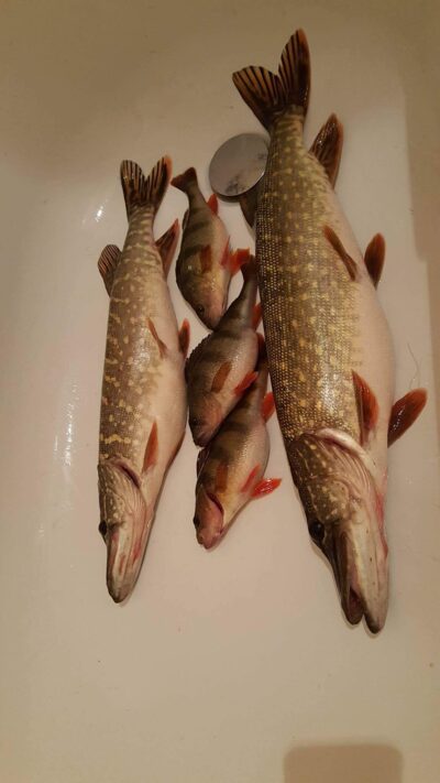 Eurasian perch ×3 — Motiejūnų HE