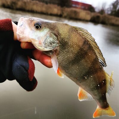 Eurasian perch — Danė
