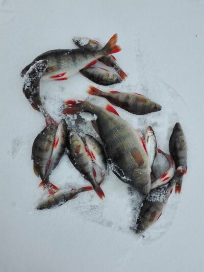 Eurasian perch ×15