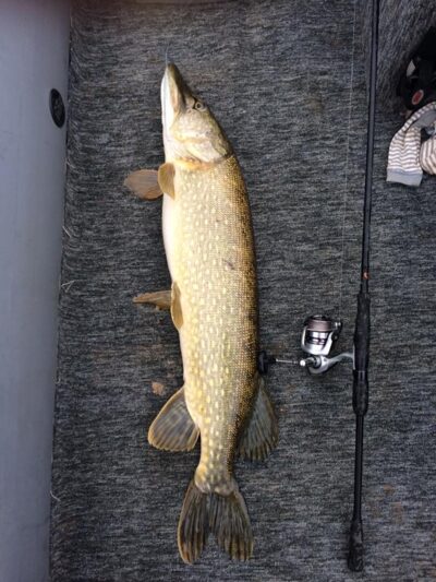 Northern Pike, 6.6 kg