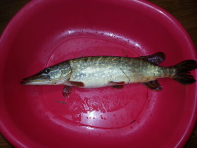 Northern Pike, 1.1 kg