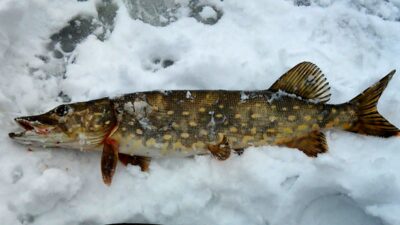 Northern Pike, 1.6 kg