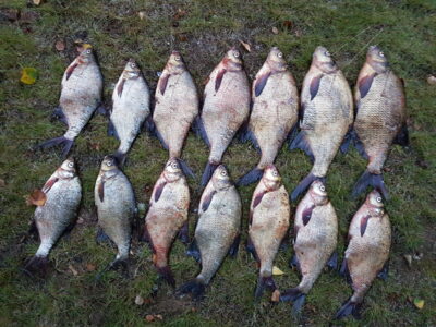 Carp bream ×14 — Avilys