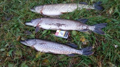 Northern Pike ×3 — Kivylių