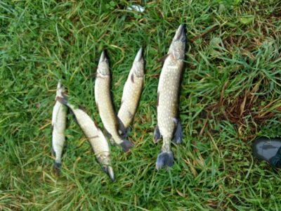 Northern Pike ×5 — Lazdininkų