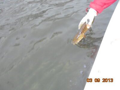Northern Pike — Sartai