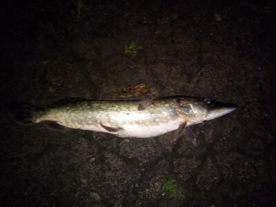 Northern Pike, 1.9 kg — Neman River
