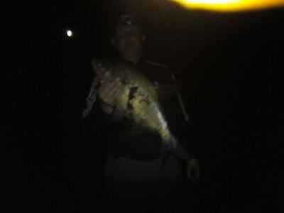 Carp bream, 2.8 kg