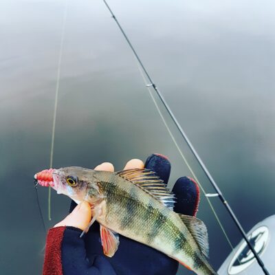 Eurasian perch