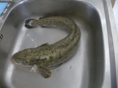 Burbot, 1.5 kg — Neman River