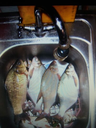 Prussian carp ×4 — Aujėdas