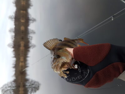Eurasian perch