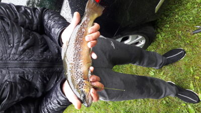 Margasis upėtakis, 0.9 kg