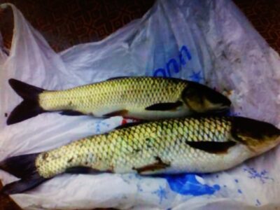 Mirror carp — Kareivonių