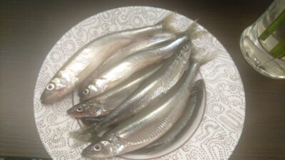 European smelt ×13 — Kuršių